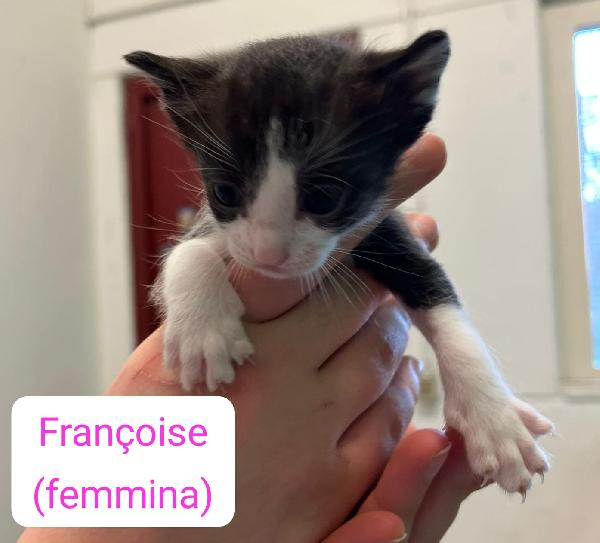 Vi presentiamo i nostri bellissimi micini. Foto 8